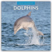 Dolphins 2026 Square Wall Calendar | Red Robin | Englisch | Taschenbuch | 2026
