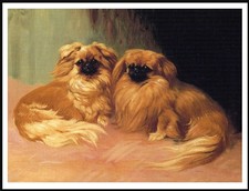 PEKINGESE DOG ART PRINT POSTER A4 SIZE