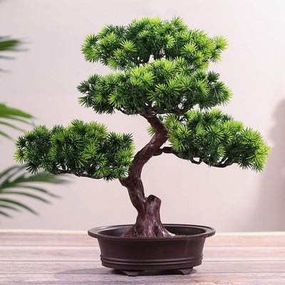 pomisor bonsai Pom Pom Juniper  Southern Idaho Landscape Center