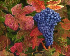 Ceramic Backsplash Tile Mural Fruit Vegetable Kitchen/Bathroom - Grapes of Joy
