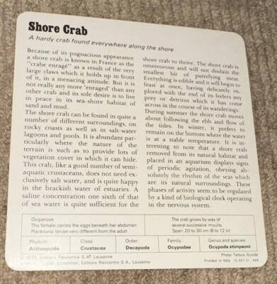 The Crabs ‎/ Sand And Sea ＋ ライブ・イン・ジャパン Vintage 1976