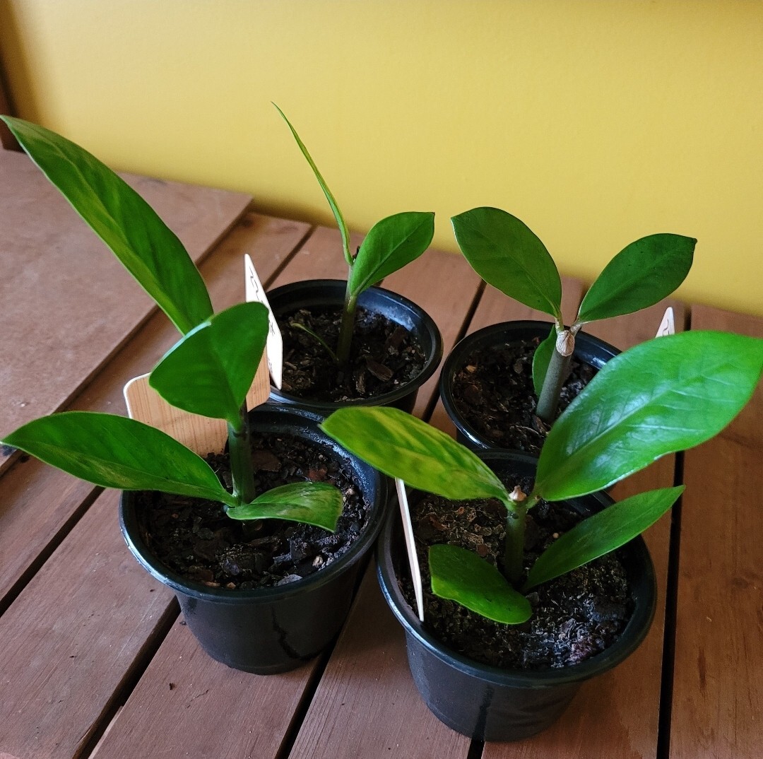 ZZ Plant or Zamioculcas Zamiifolia, 4" Potted Live Plant, Air Purifying