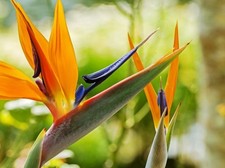 Strelitzia Bird of Paradise Seeds, 5 Pack, Tropical Perennial Indoor Plant
