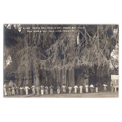 Photo Postcard of El Árbol del Tule Tree - 1950s Oaxaca Mexico Cypress RPPC