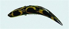Yakima Bait 953-FR Flatfish Wiggling Plug, #F-5, 1-3/4", Treble Hooks, Frog, Flo