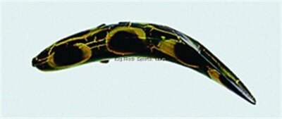 Yakima Bait 953-FR Flatfish Wiggling Plug, #F-5, 1-3/4'', Treble Hooks, Frog, Flo