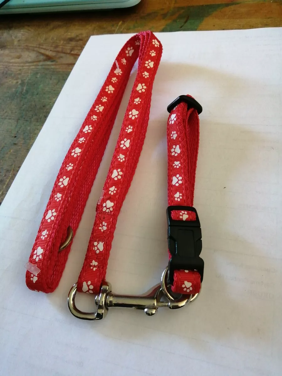 Toy dog collar and cheap lead