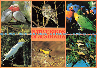 D189131 Heimische Vögel Australiens. Kakadu. Gelbreihiger Sonnenvogel. Lorikeets.