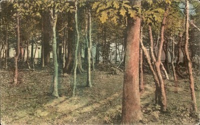 Wildwood Villas New Jersey Forested Oaks and Holly c1930-50s Vintage Postcard