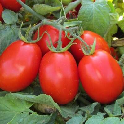 Tomato Cocktail Tomato | Syngenta Flowers