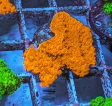 EASY SPS 6 PACK - Aquaculture Coral Frags- $100