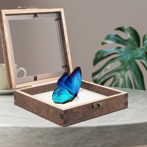 Small Display Case Wooden Storage Box Specimen Entomology Containers Plant - Picture 5 of 12