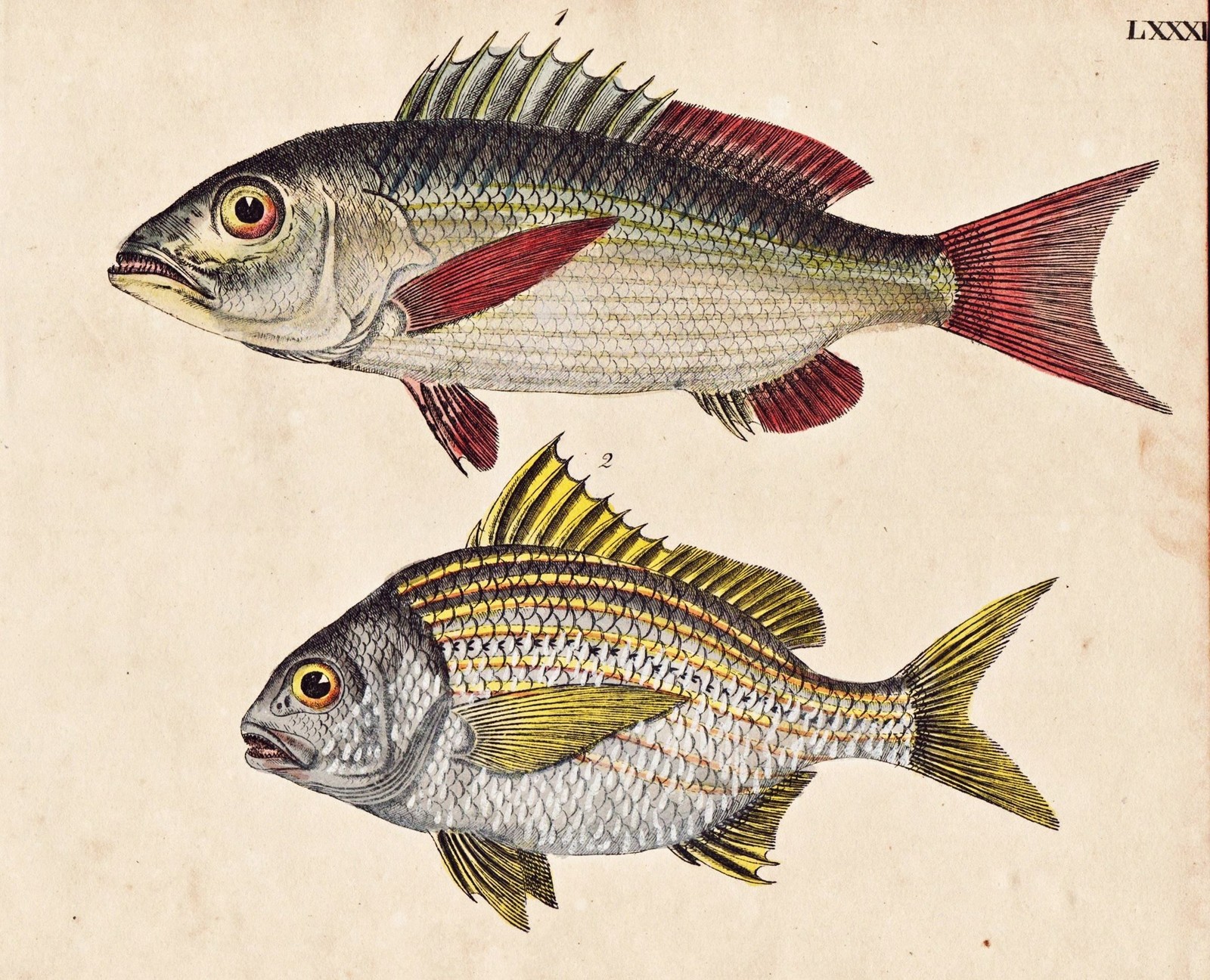 Pez Lutjan Amarillo Litografía Strack 1826