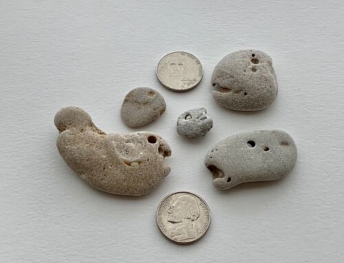 5 Natural Fish head-Shaped Beach Rocks pebble art fishing craft Hag Stone USA - Picture 5 of 12