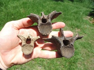 3 CHOICE ALLIGATOR VERTEBRAE FLORIDA FOSSILS ICE AGE EXTINCT CROCODILE BONES FL