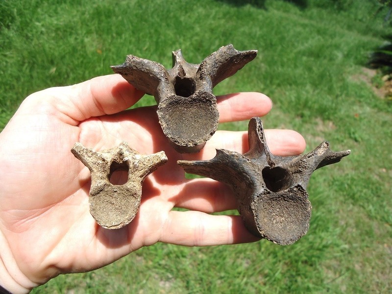 3 CHOICE ALLIGATOR VERTEBRAE FLORIDA FOSSILS ICE AGE EXTINCT CROCODILE BONES FL