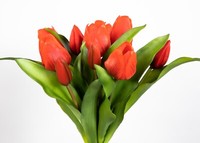 Tulpenbund Nature Real Touch 32X26Cm Rot Mit 10 BlüTen Lm Kunstblumen KüNstliche