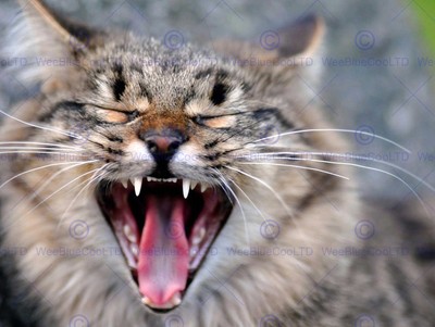 GÄHNENDE KATZE NAHAUFNAHME MUND FOTO FINE ART DRUCK POSTER WOHNDEKO BMP208B
