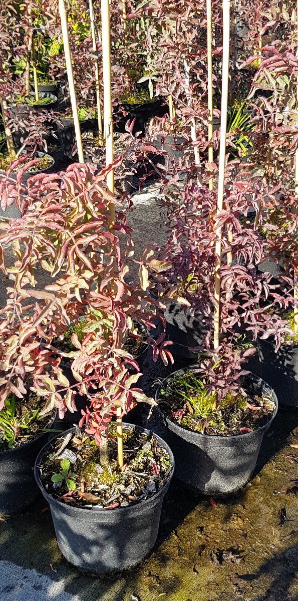 Pistacia atlantica jeune plant de semis pour haie brise-vent