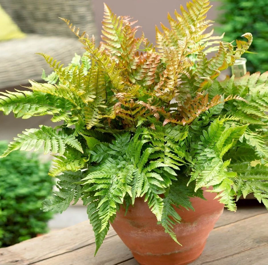 Autumn Fern Plants - 2" Pot - Japanese Shield Fern - Landscape Plants - Image 4 of 4