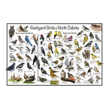Backyard Birds of North Dakota  Bird Identification Nature Poster / Birding Gift