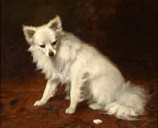 Art oil painting animal white dog sitting on ground Hand painted on canvas