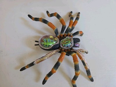 4D Vision Trantula Spider Anatomy Model 