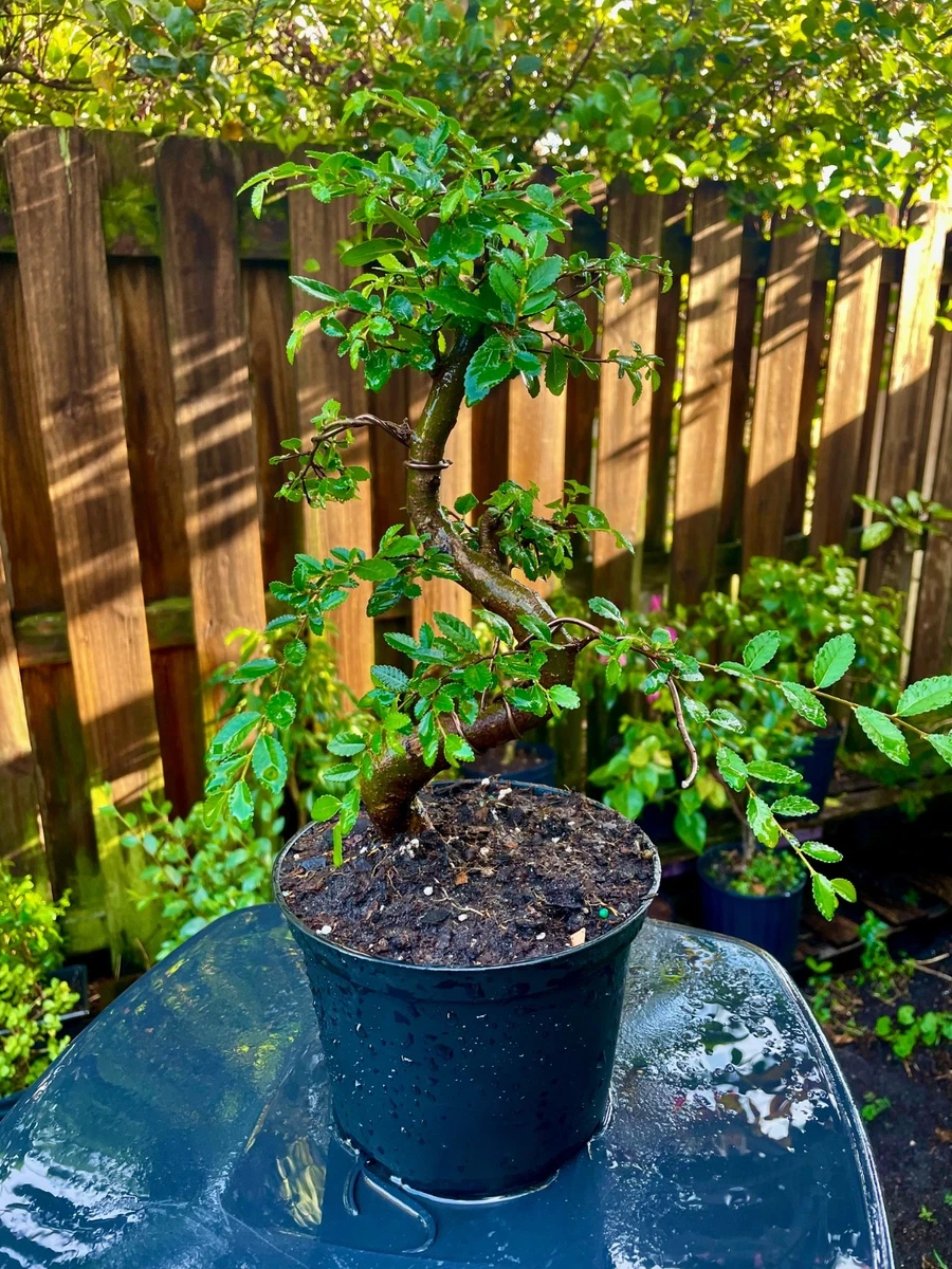 ficus moclame bonsai Ficus Microcarpa 'Moclame' Twisted (27Ø 100cm) – Naz Plant & Flowers main image 1