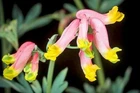 Corydalis sempervirens | Pale Corydalis | 50 seeds