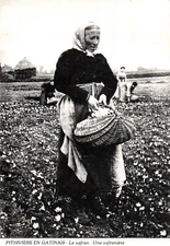 POSTCARD - PITHIVIERS IN GATINAIS - LOIRET - 45 - SAFFRON - A SAFFRON MAKER