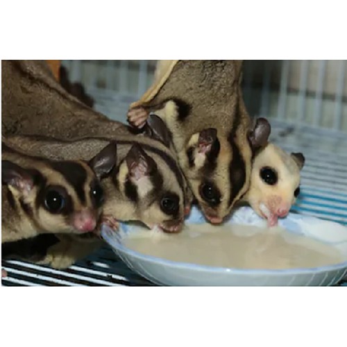 Honey & Fruit Instant-HPW (8 oz.) - High Protein Nutritious Sugar Glider Food - Picture 7 of 9
