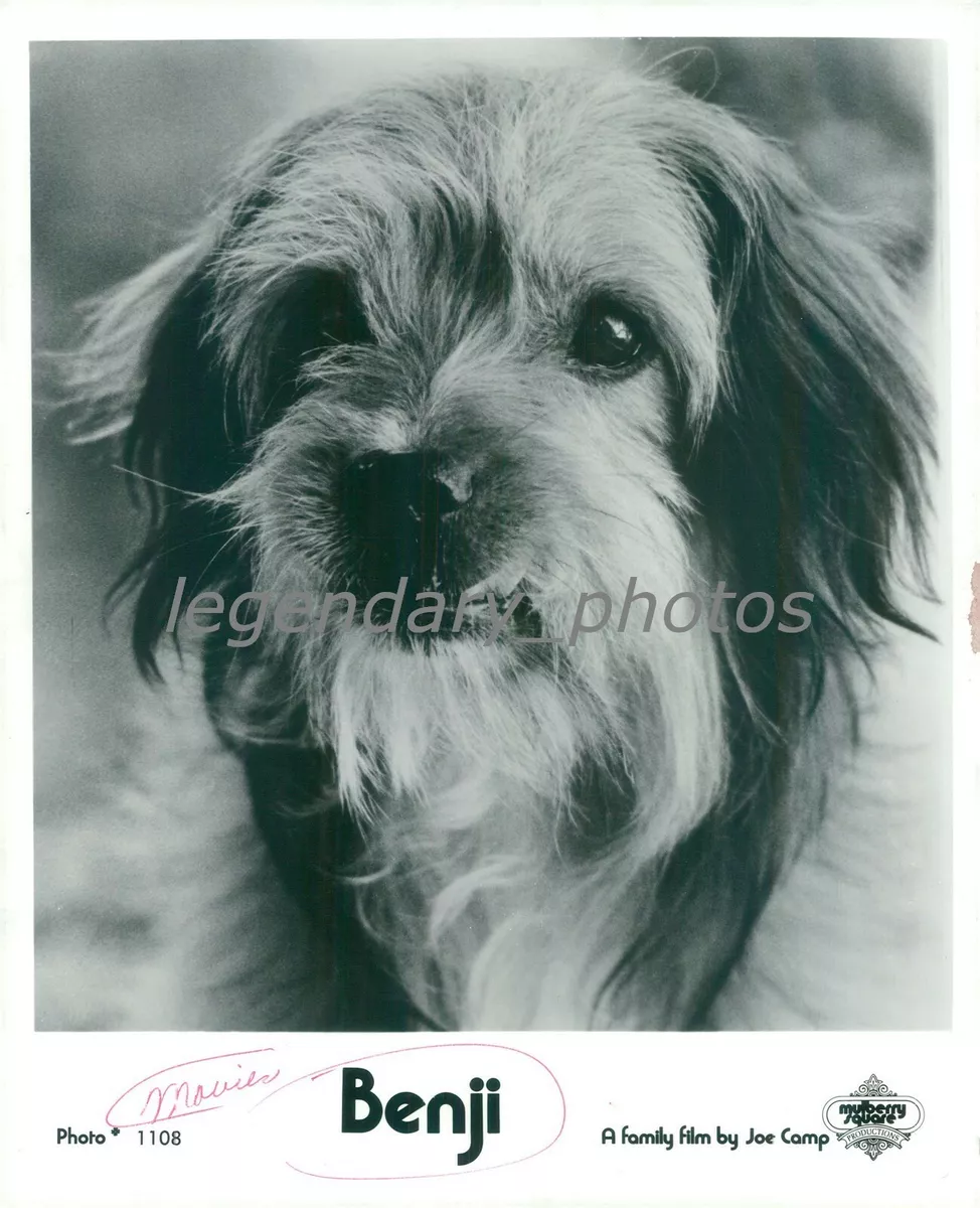 Higgins benji hotsell