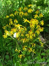 round-leaved ragwort (Packera obovata)&mdash;100 seeds ($3.50)