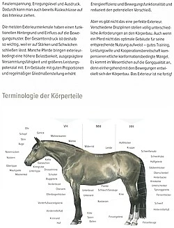 Ruzicka: Trageerschöpfung beim Pferd Wege zu einem tragfähigen Pferderücken Buch - Bild 2 von 3