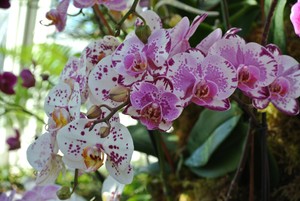 100 Fiori Orchidea Barca Semi Rari Cymbidium Bonsai Piante In Casa Giardino Decor Ebay