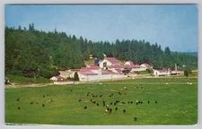 Carnation Milk Farms Washington Contented Cows Plant Holsteins 1964 WA Postcard