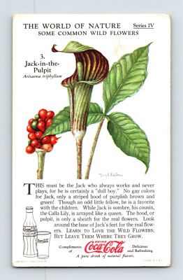 Trade Card Coca Cola Jack Pulpit Flower 1930s World Nature Series IV