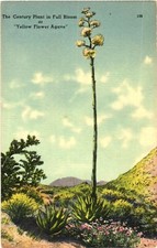 The Century Plant in Full Bloom Yellow Flower Agave Postcard