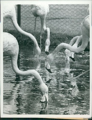 1959 Flamingoes Reach Into Water For Food At Chessington Zoo Animals Photo 7x9