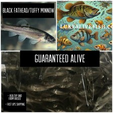 75 Live Feeder Fish Black Tuffies/Fathead Minnow GUARANTEE ALIVE Free Shipping