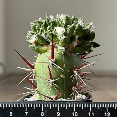 31-4278 Cactus bravoanus, VM 288 (Grafted)
