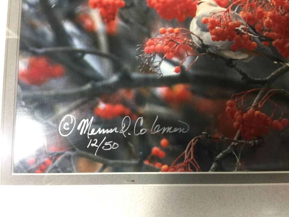 Mervin D Coleman Waxwing Frenzy Image Coleman Gallery Studio Red Lodge Montana - Image 3 of 4