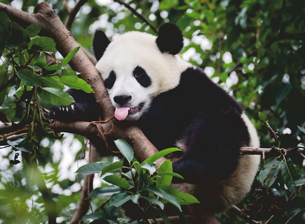 Ravensburger Panda Bear 500 piece wildlife jigsaw puzzle