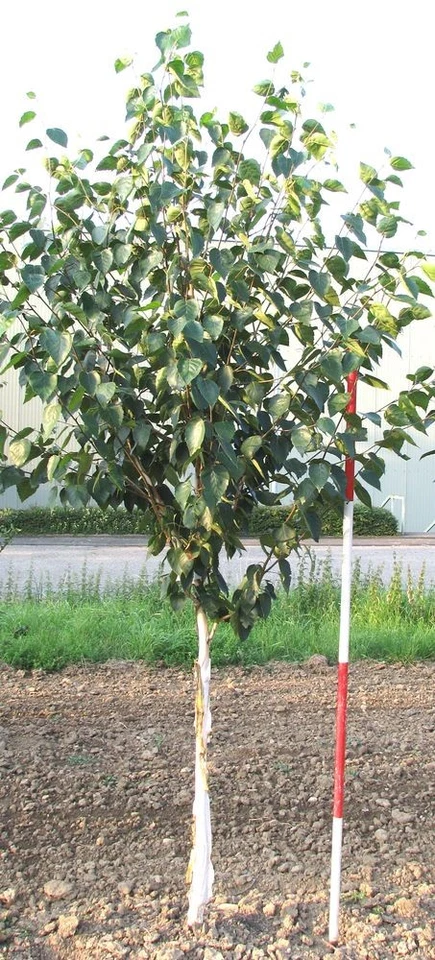 Betula utilis jaquemontii -   weißrindige Himalaya-Birke   -Pflanze- - Bild 2 von 2