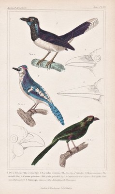 Kappenblaurabe Plush-crested jay Crypsirina Vögel birds Litho Cuvier 1835