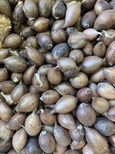 10 Ixiolirion tataricum or Siberian Lily (Bulbs) Free UK Postage