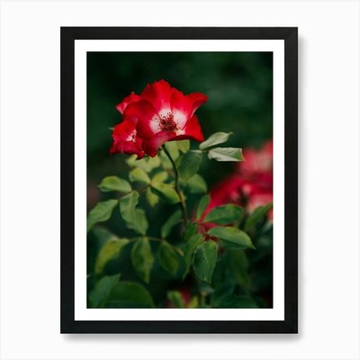 Alpine Rose Art Print Framed Wall Art Poster Canvas Print Picture