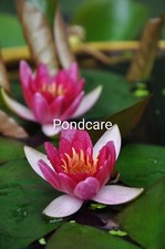 WATER LILY RED   PYGMAEA   RUBRA @  £14.00 . FREE POSTAGE 