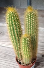 Vatricania guentheri Golden Spike Columnar Multi Stems