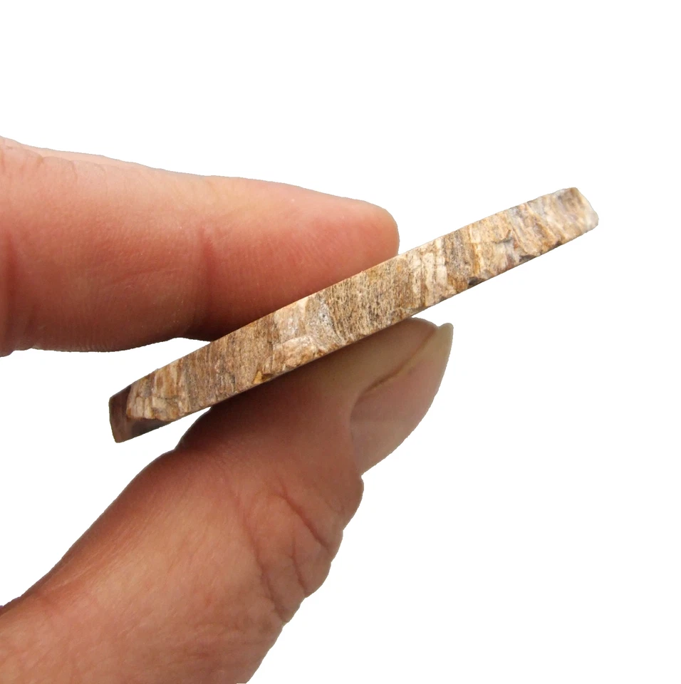 Fossil Petrified Wood Slice Madagascar Polished 5.5cm x 5cm 22g - Image 3 of 4